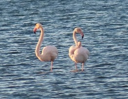flamingos on pomorie lake