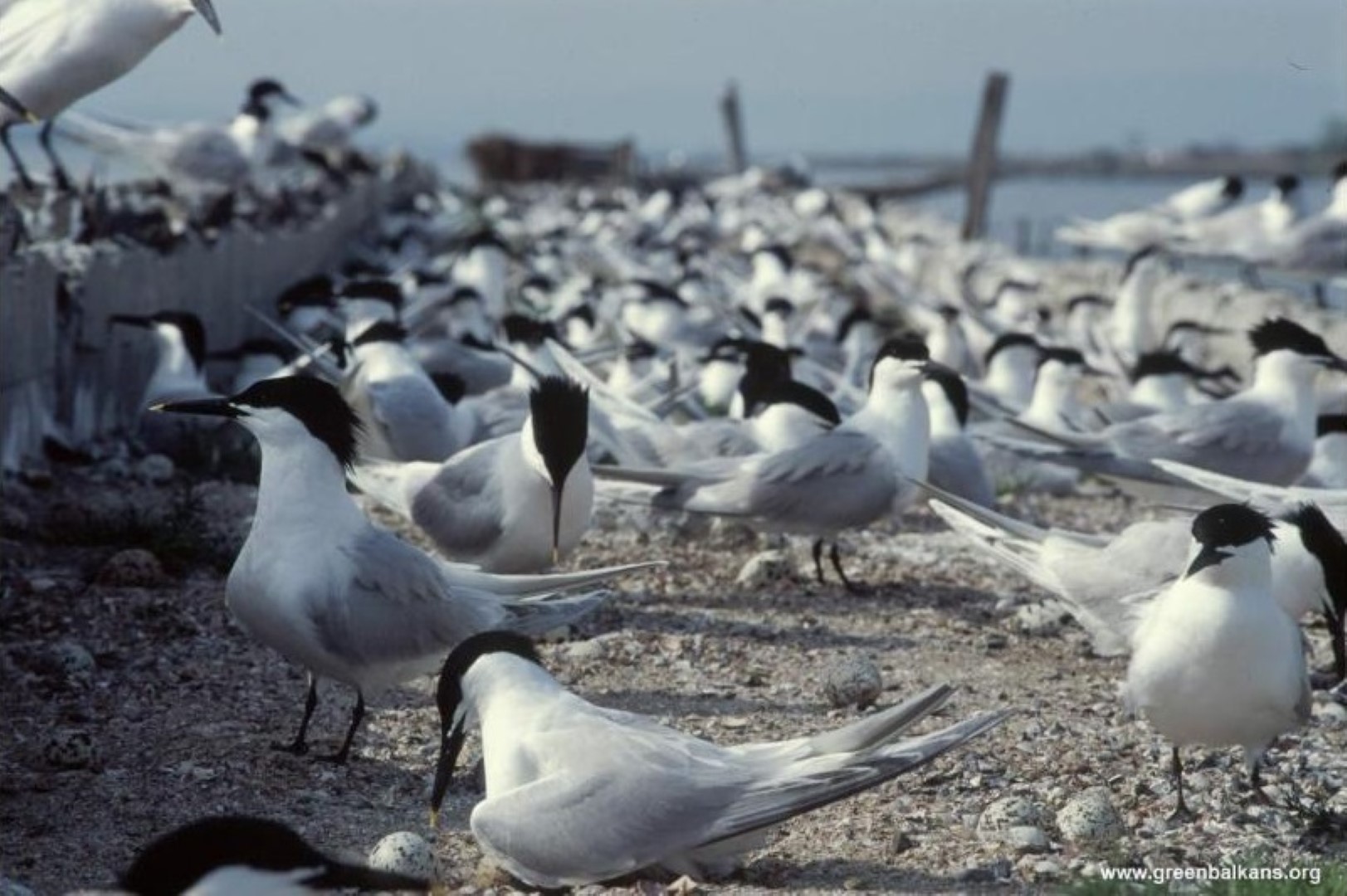sandwich terns